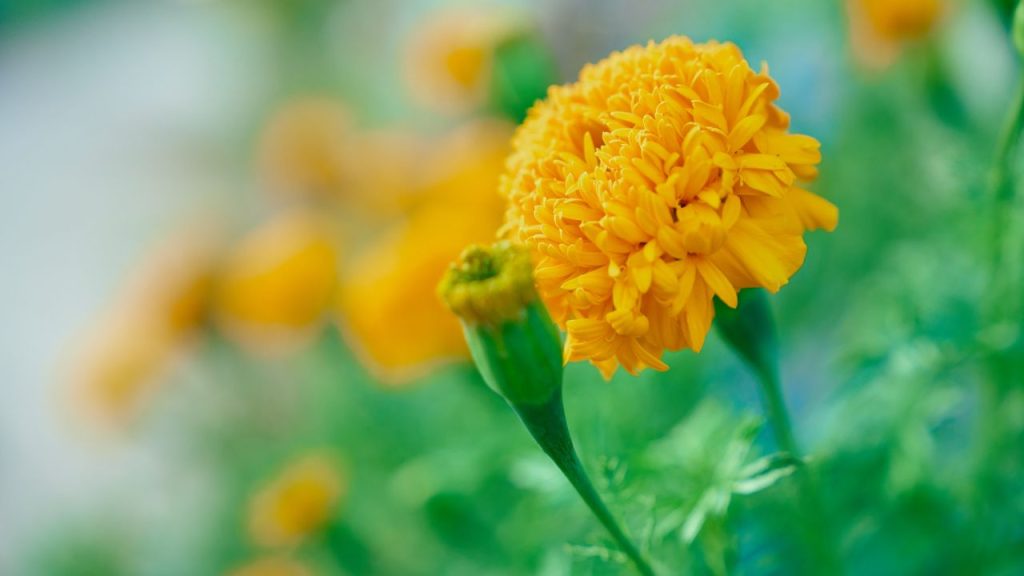 गेंदे के पौधे को ऐसी मिट्टी चाहिए जिसमें नमी बनी रहे लेकिन पानी जमा न हो. गमले या बाल्टी में गार्डन मिट्टी के साथ थोड़ी रेत और गोबर की सड़ी खाद मिलाने से मिट्टी नरम बनती है. इससे जड़ों को हवा मिलती है और पौधा अंदर से मजबूत रहता है.