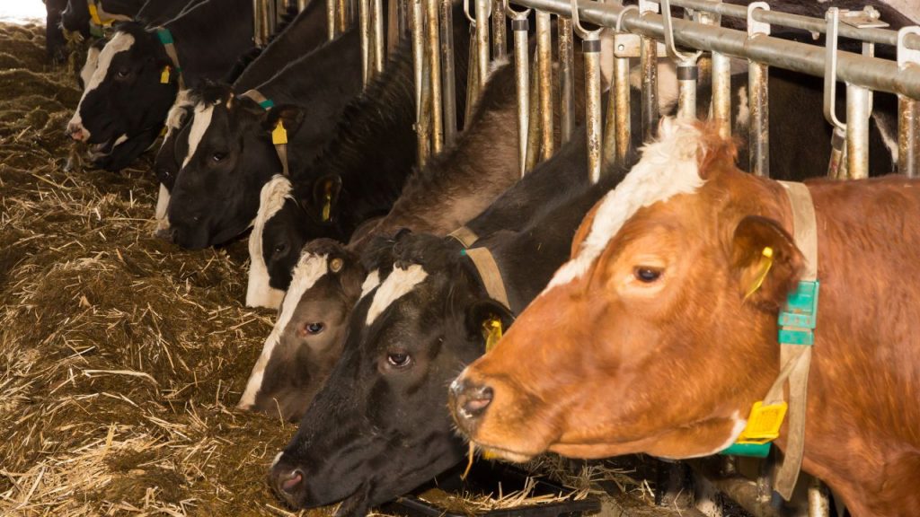 Animal Husbandry: सिर्फ नमक-गुड़ से नहीं चलेगा काम! जानें कैसे मिनरल मिक्सचर बढ़ाएगा पशु का दूध