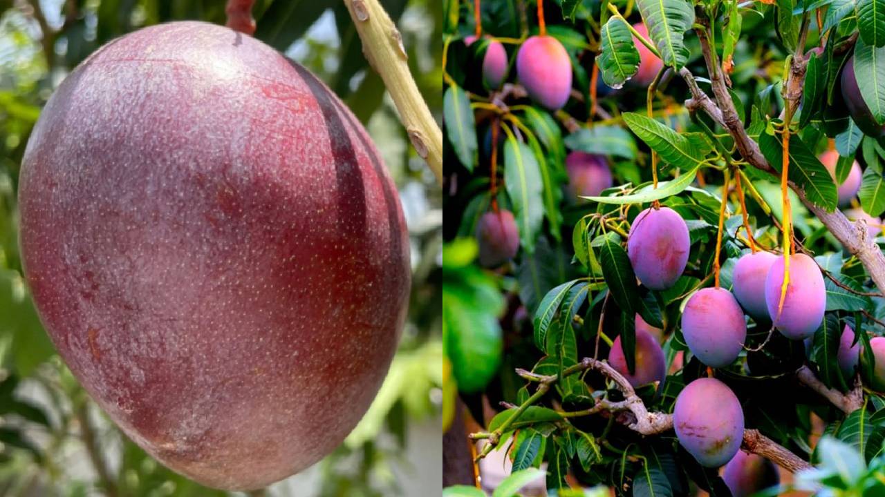How To Grow Worlds Most Expensive Miyazaki Mango At Home On Terrace Easy Guide For Urban Gardeners