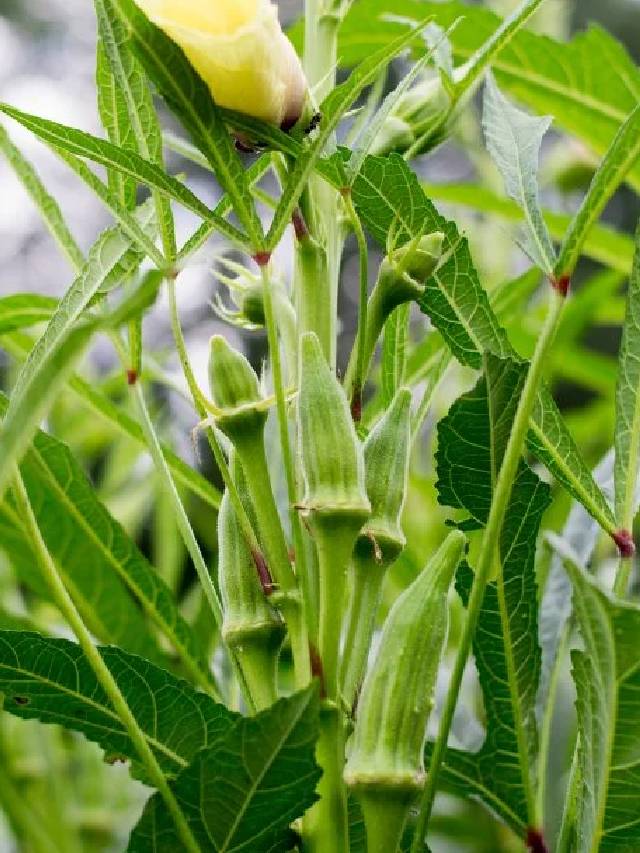 अब गमले में उगाएं ताजी भिंडी, 40 दिन में मिलेगी पहली फसल