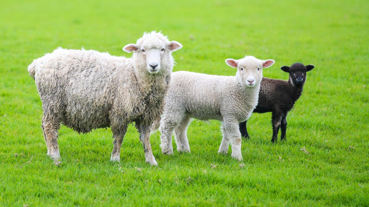 Over 240 Sheep And Goats Died After Drink Water In Barmer Rajasthan