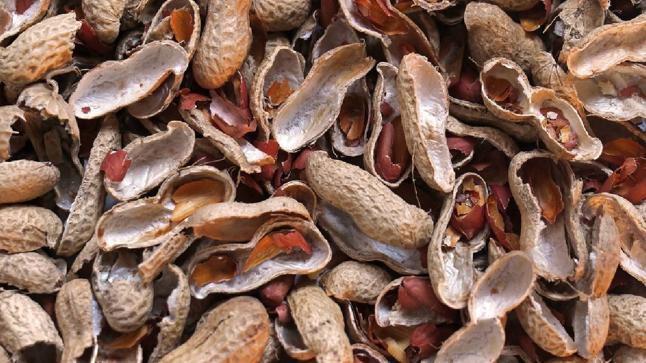 Reuse Peanut Shells For Gardening Make Potting Soil Fertile Compost Mulch Soil Conditioner Tips