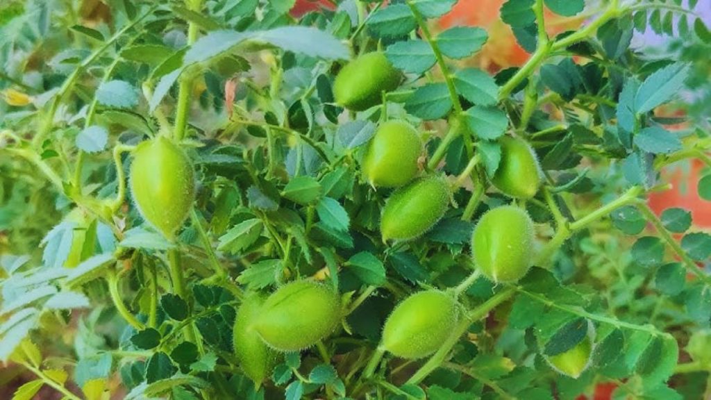 किसानों को सुबह या शाम खेत का निरीक्षण करना चाहिए. फलियों में छोटे छेद या हरे कीट दिखें तो तुरंत कार्रवाई करें. फेरोमोन ट्रैप से कीटों की सक्रियता का समय पर पता लगाया जा सकता है, जिससे सही दवा का चयन आसान होता है.