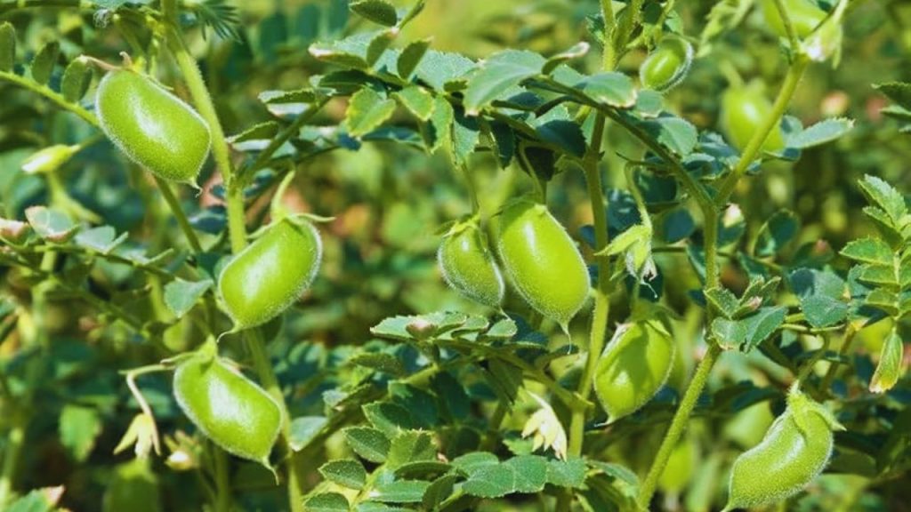 कृषि वैज्ञानिक डॉ. प्रमोद कुमार के अनुसार फली छेदक कीट तैयार हो रही फलियों में छेद कर दानों को नुकसान पहुंचाता है. अगर समय पर नियंत्रण न किया जाए तो पैदावार में भारी गिरावट आ सकती है.