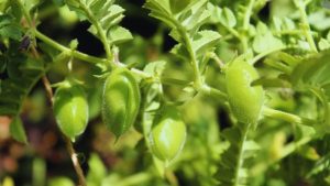 PHOTOS: चना किसानों के लिए अलर्ट! फरवरी में ये गलती की तो 30 फीसदी तक घट सकती है पैदावार, एक्सपर्ट से जानें उपाय