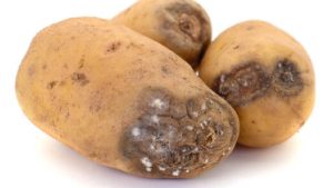 आलू की फसल पर मंडरा रहा फफूंद का खतरा, समय रहते न संभले तो हो सकता है भारी नुकसान