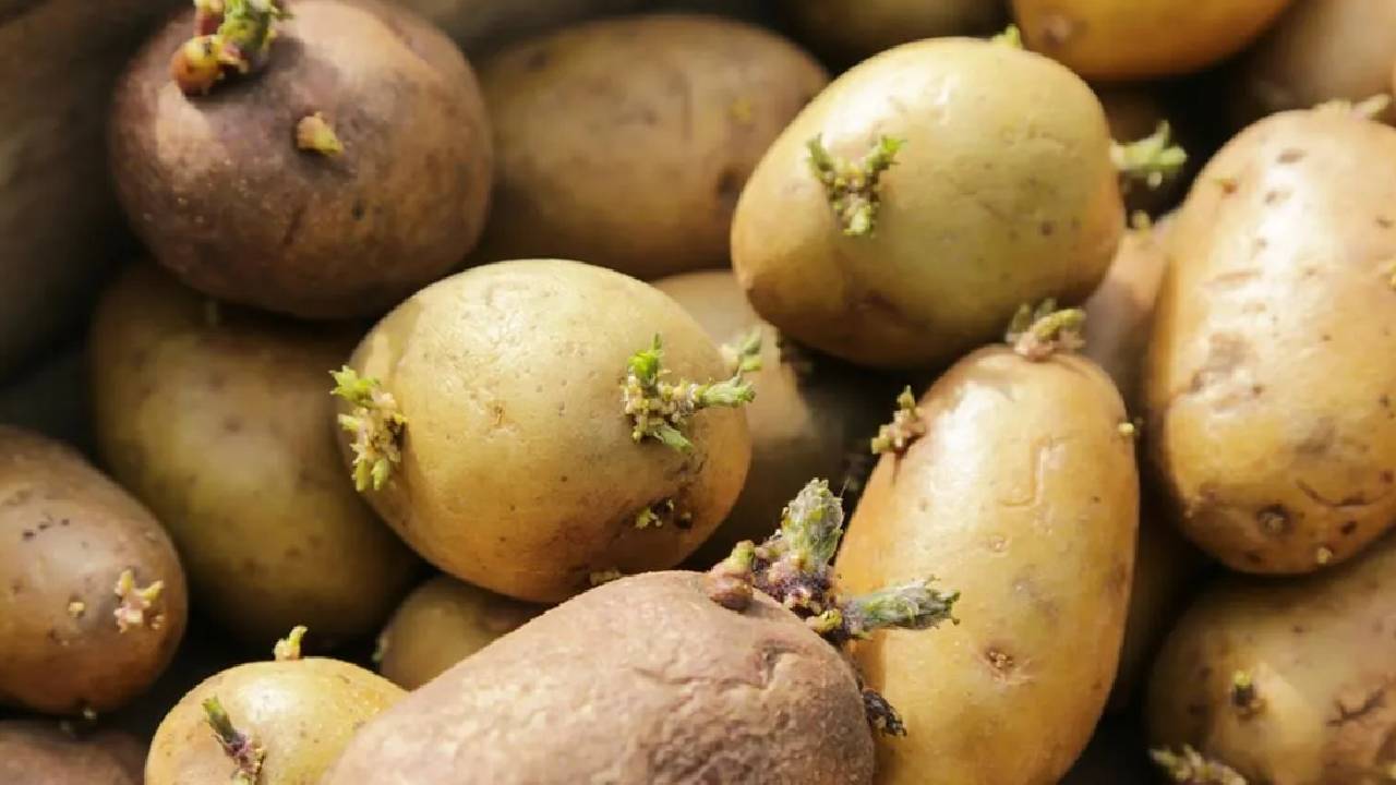Eating Sprouted Or Green Potatoes Health Risks Solanine Toxicity Symptoms Safe Storage Tips Explained
