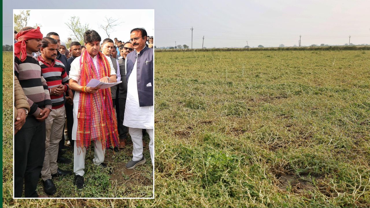 Rain Damaged Crops Compensation To Release Next 15 Days Union Minister Jyotiraditya Scindia Met With Affected Farmers On Ashoknagar Madhya Pradesh