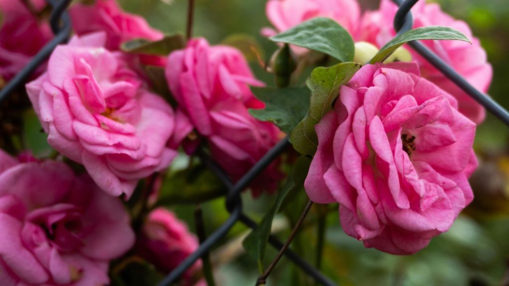 गुलाब को धूप पसंद है, लेकिन ज्यादा तेज धूप नुकसान भी पहुंचा सकती है. मार्च के आखिर में गमलों को ऐसी जगह रखें, जहां सुबह 4–5 घंटे हल्की धूप मिले और दोपहर की सीधी धूप से पौधा बचा रहे. इससे पत्तियां नहीं झुलसेंगी और फूल लंबे समय तक खिले रहेंगे.