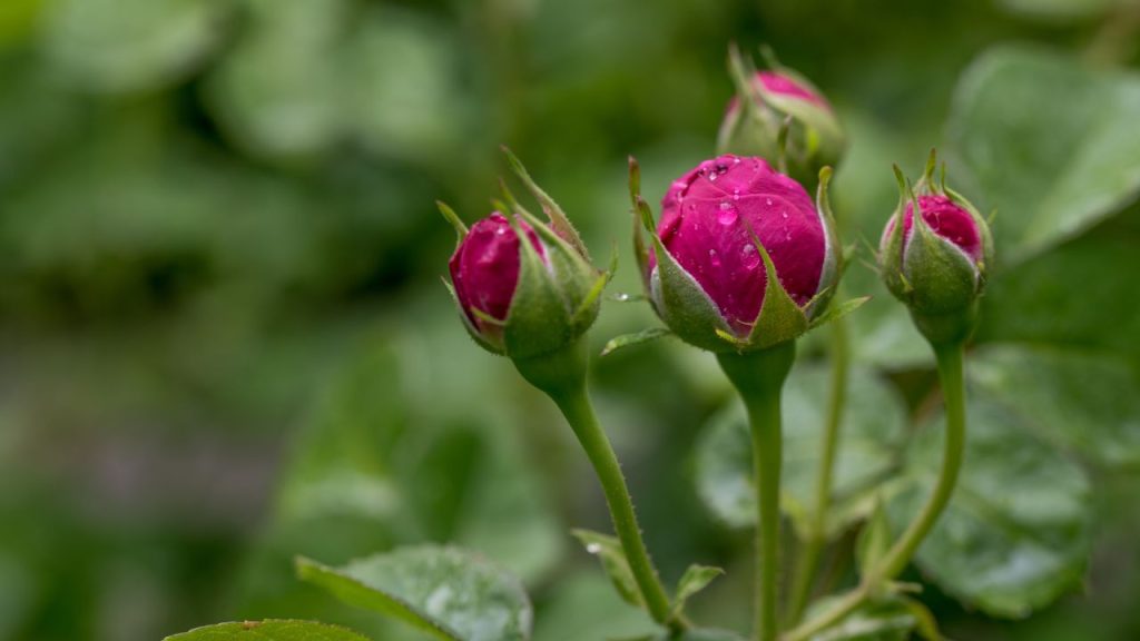 जैसे-जैसे गर्मी बढ़ती है, गुलाब पर एफिड्स और काले धब्बों का खतरा भी बढ़ जाता है. हर 15 दिन में नीम तेल का स्प्रे करना बहुत फायदेमंद होता है. 1 लीटर पानी में 5 ml नीम तेल और थोड़ा लिक्विड सोप मिलाकर छिड़काव करने से पौधा सुरक्षित रहता है और फूलों का आकार भी अच्छा होता है.