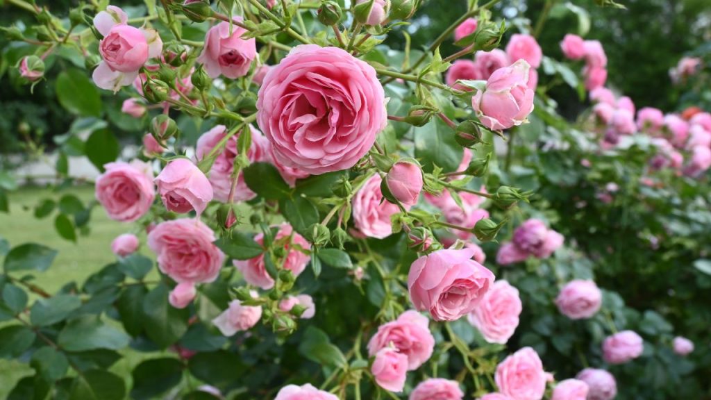 मार्च में तापमान बढ़ने से गमलों की मिट्टी जल्दी सूख जाती है. मिट्टी की ऊपरी सतह पर सूखे पत्ते, धान की भूसी या लकड़ी का बुरादा बिछाने से नमी बनी रहती है. मल्चिंग सूरज की सीधी गर्मी से जड़ों को बचाती है और पौधे को हीट स्ट्रेस से राहत देती है.