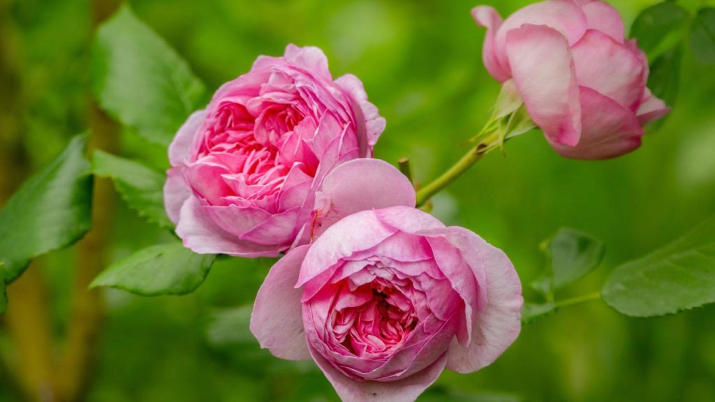 मौसम बदलते समय गुलाब को ज्यादा पोषक तत्वों की जरूरत होती है. ऐसे में केमिकल खाद के बजाय गोबर की सड़ी खाद या वर्मीकम्पोस्ट का इस्तेमाल करें. इसके साथ धोकर सुखाई गई चायपत्ती मिट्टी में मिलाने से नाइट्रोजन मिलती है, जिससे पौधा हरा-भरा रहता है.