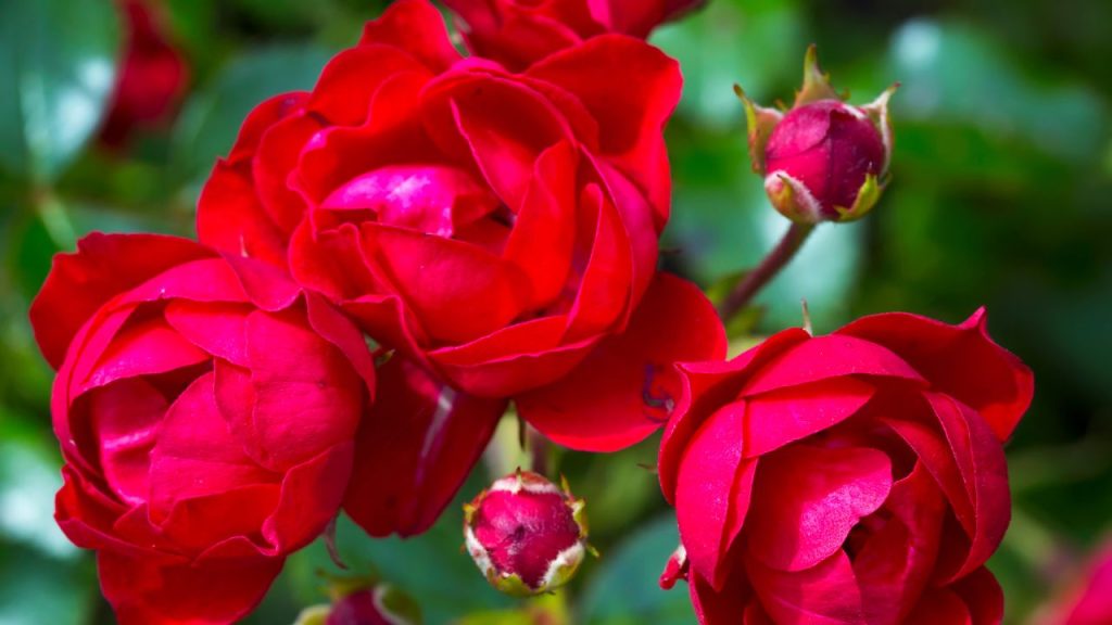 गुलाब के पौधे में जैसे ही फूल मुरझाने लगें, उन्हें तुरंत टहनी के नीचे से काट देना चाहिए. इसे डेडहेडिंग कहा जाता है. इससे पौधे की ऊर्जा बीज बनाने में खर्च नहीं होती और वह नई, स्वस्थ कलियों के विकास पर ध्यान देता है. मार्च में समय-समय पर की गई छंटाई से फूलों की संख्या और क्वालिटी दोनों बेहतर होती है.