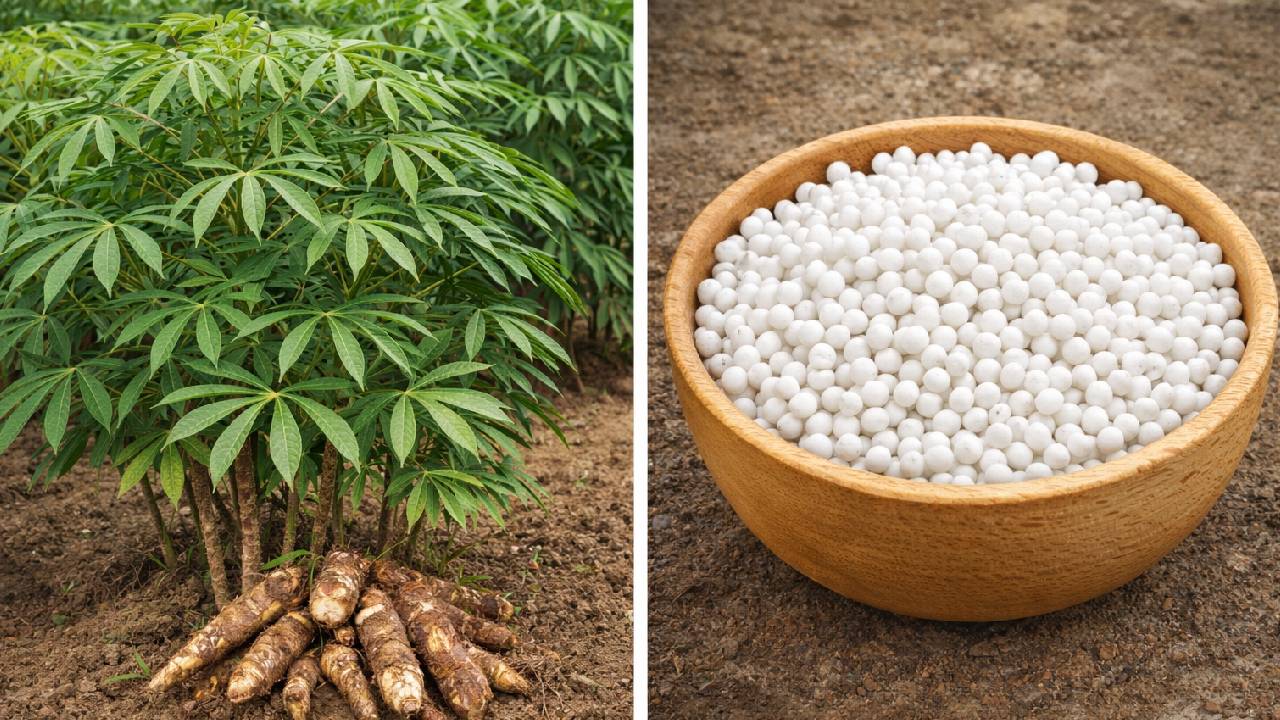 How Sabudana Is Made From Tapioca Cassava Roots To Sago Pearls Process Cultivation Harvesting India