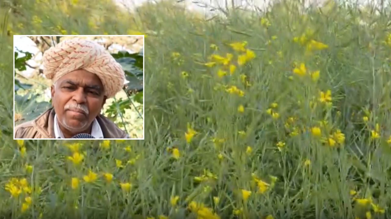 Farmer Dhanraj Transforming Barren Land Into Fertile Now Flourishing Mustard And Cumin Crops Growing In His Field In Sanchore Rajasthan