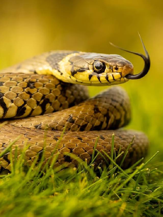 क्या मरा हुआ सांप भी डस सकता है? जानिए सच और जरूरी सावधानियां