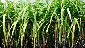 Sugarcane Farming: गन्ने के राजा CO 0238 में रेड रॉट को कहें बाय-बाय, बस अपनाएं ये तकनीक Sugarcane Farming: गन्ने के राजा CO 0238 में रेड रॉट को कहें बाय-बाय, बस अपनाएं ये तकनीक