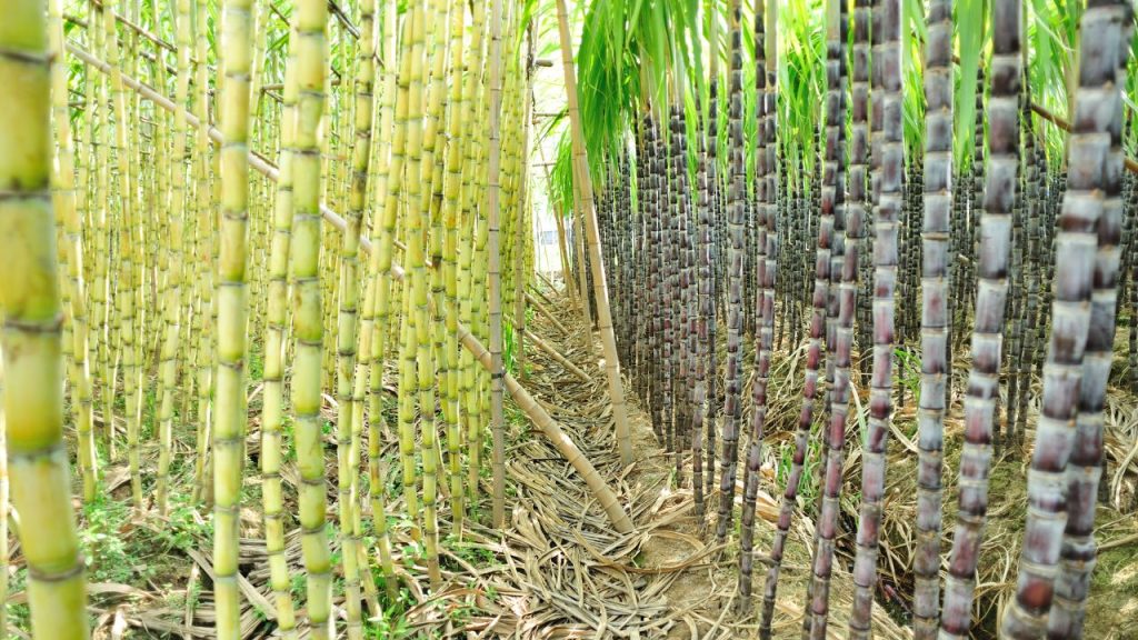 ट्रेंच विधि से बुवाई करने पर गन्ने के साथ सह-फसली खेती की जा सकती है. इससे मुख्य फसल की लागत कम होती है और किसानों की कुल आय बढ़ती है. ट्रेंच विधि से बुवाई करने पर गन्ने के साथ सह-फसली खेती की जा सकती है. इससे मुख्य फसल की लागत कम होती है और किसानों की कुल आय बढ़ती है.