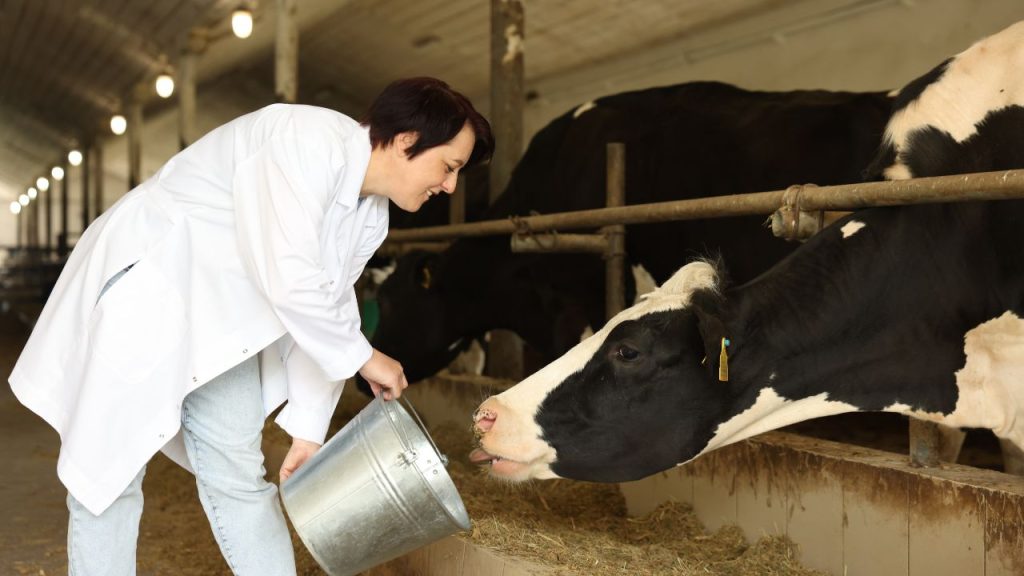 पशु चिकित्सक कुंवर घनश्याम के अनुसार तापमान बढ़ते ही दुधारू पशुओं के स्वास्थ्य पर नकारात्मक असर पड़ता है, जिससे दूध उत्पादन में गिरावट आना आम बात है. अचानक मौसम बदलाव से पशु तनाव में आ जाते हैं, जो उनकी उत्पादकता और डेयरी आय दोनों को प्रभावित करता है.