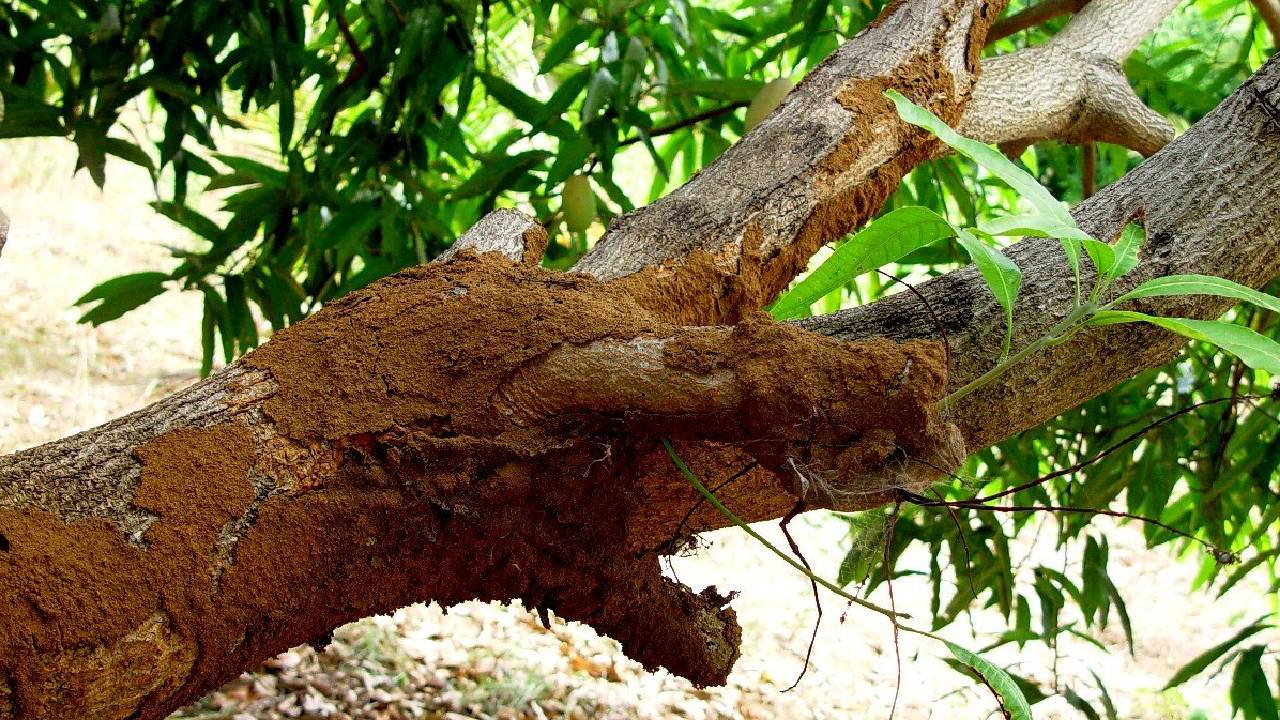 Termite Threat To Mango Farming Effective Prevention Control Measures Neem Cake Chlorpyrifos Organic Solutions Agriculture Guide