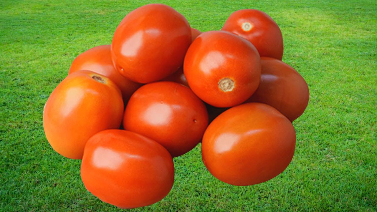 Hybrid Tomato Farming February March High Yield 400 Quintals Per Acre Profit Drip Irrigation Mulching Government Subsidy India