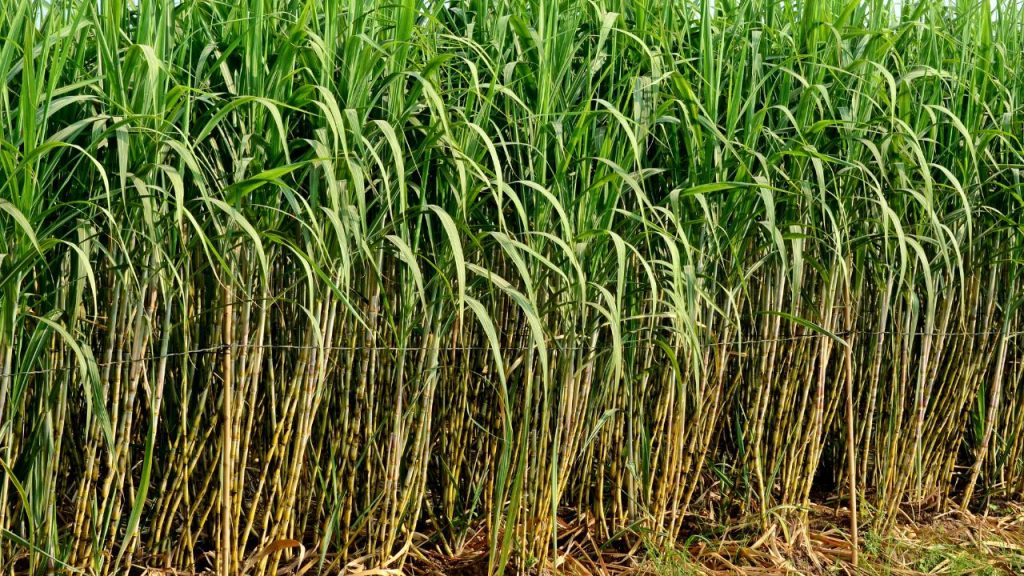 CO 0238 जैसी संवेदनशील किस्मों में ‘रेड रॉट’ रोग का खतरा बढ़ा है. इसलिए हमेशा रोगमुक्त और प्रमाणित बीज का चुनाव करना चाहिए, ताकि फसल सुरक्षित रहे और उत्पादन प्रभावित न हो. CO 0238 जैसी संवेदनशील किस्मों में ‘रेड रॉट’ रोग का खतरा बढ़ा है. इसलिए हमेशा रोगमुक्त और प्रमाणित बीज का चुनाव करना चाहिए, ताकि फसल सुरक्षित रहे और उत्पादन प्रभावित न हो.