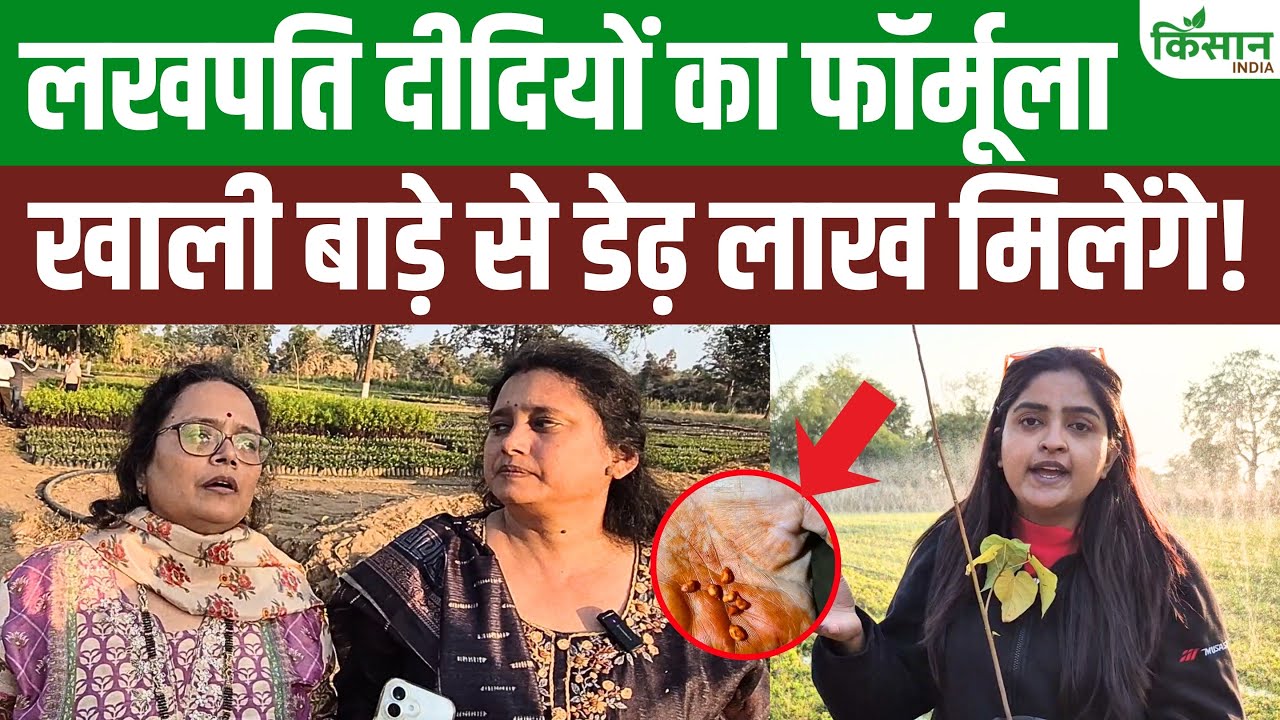 कम लागत ज्यादा मुनाफा सिंदूर की खेती से 14 महीने में बदली महिलाओं की किस्मत