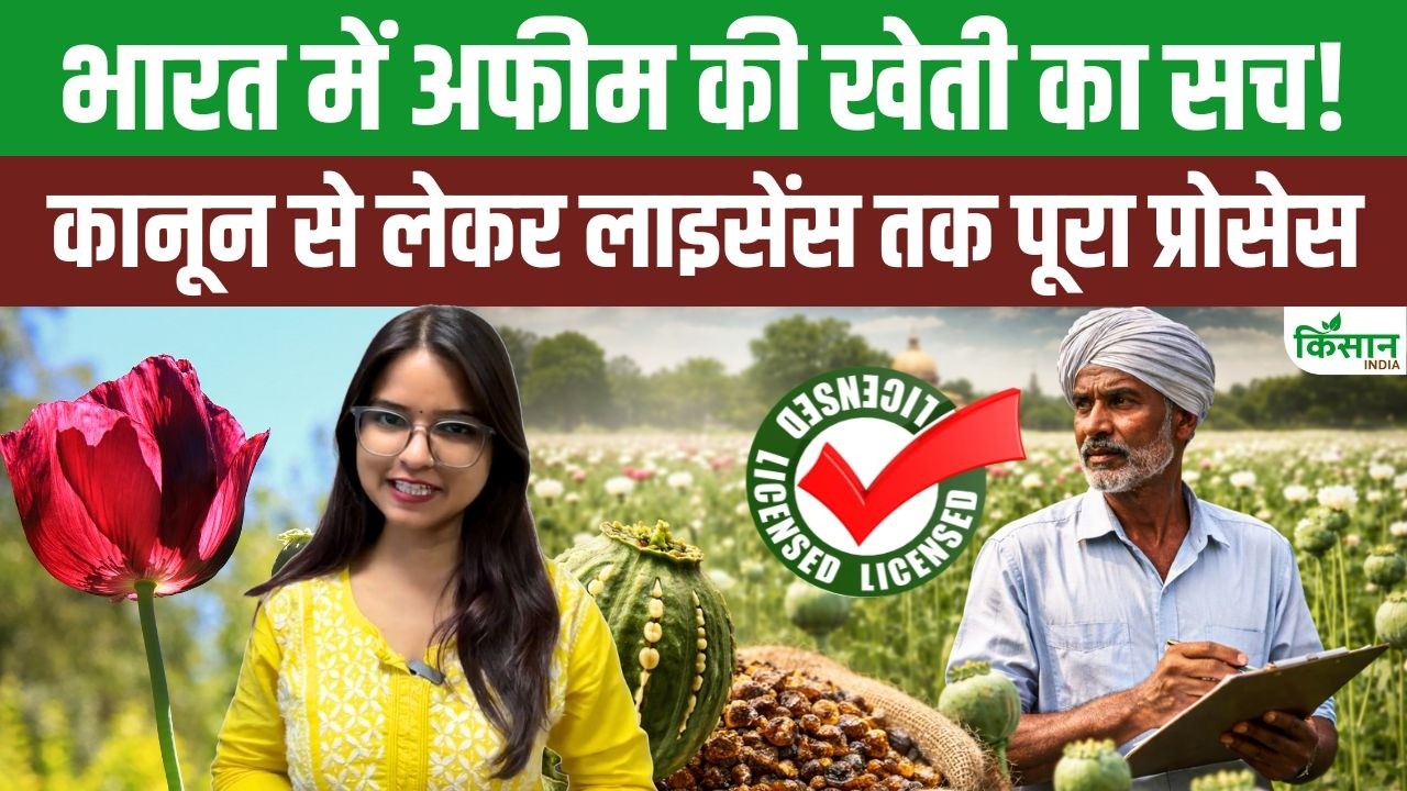 अफीम की खेती बिना लाइसेंस की तो होगी सख्त सजा, जानिए NDPS कानून और पूरा लाइसेंस प्रोसेस
