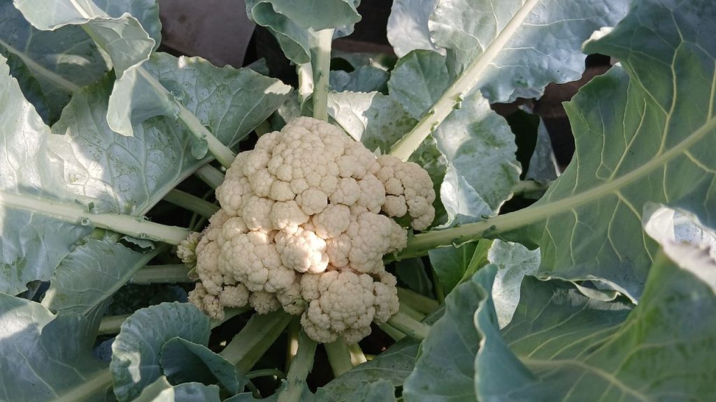 फूलगोभी के सफेद फूलों का हरा या जंग जैसा भूरा हो जाना ‘ब्राउनिंग डिजीज’ कहलाता है. यह समस्या मुख्य रूप से मिट्टी में पोषक तत्वों की कमी और ज्यादा धूप के कारण होती है, जिससे फसल की क्वालिटी और बाजार भाव दोनों प्रभावित होते हैं.
फूलगोभी के सफेद फूलों का हरा या जंग जैसा भूरा हो जाना ‘ब्राउनिंग डिजीज’ कहलाता है. यह समस्या मुख्य रूप से मिट्टी में पोषक तत्वों की कमी और ज्यादा धूप के कारण होती है, जिससे फसल की क्वालिटी और बाजार भाव दोनों प्रभावित होते हैं.