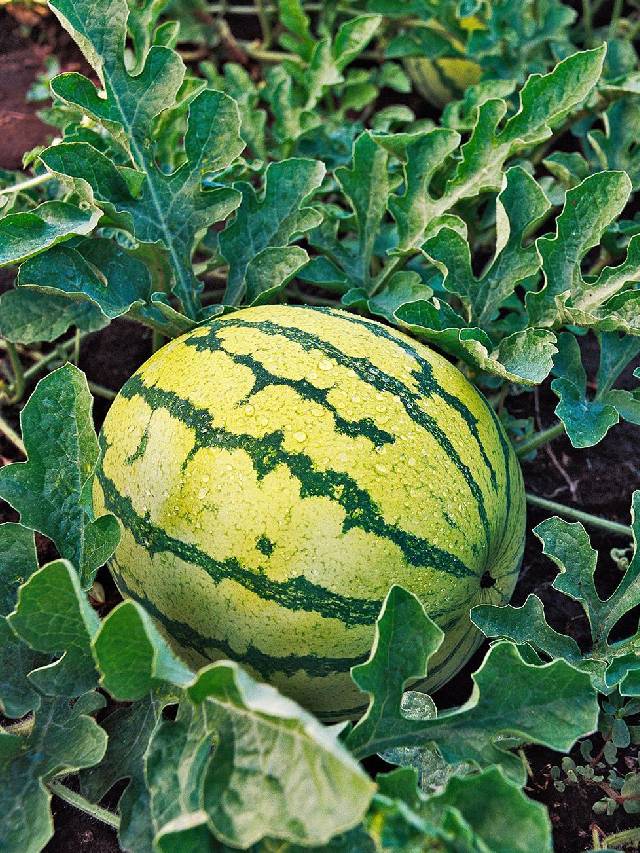 तरबूज की खेती से होगा बंपर मुनाफा, इन बातों का रखें ध्यान