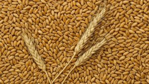 गेहूं किसानों के लिए बढ़ा MSP, 20 हजार किसानों ने कराया रजिस्ट्रेशन.. जानिए इस बार कितना मिल रहा भाव