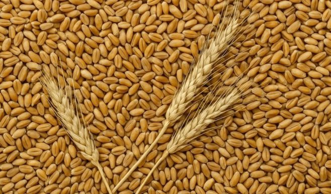 गेहूं किसानों के लिए बढ़ा MSP, 20 हजार किसानों ने कराया रजिस्ट्रेशन.. जानिए इस बार कितना मिल रहा भाव