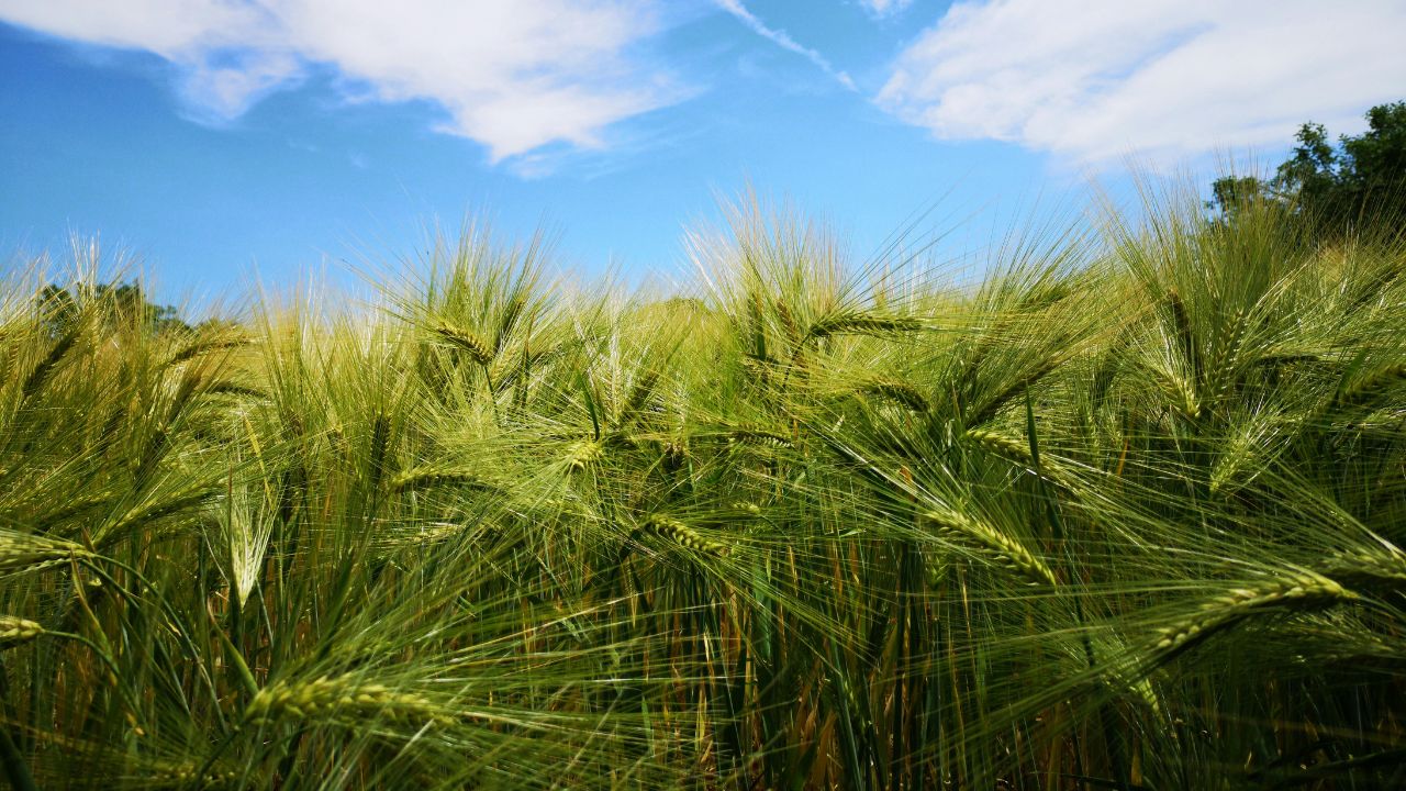 Advisory For Wheat Farmers Heat May Damage Crops Spray Potassium 2