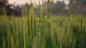 Wheat Farming: दाना भराव का है निर्णायक समय! तीसरे पटवन में नहीं देखा मौसम तो मेहनत पर फिर सकता है पानी Wheat Farming: दाना भराव का है निर्णायक समय! तीसरे पटवन में नहीं देखा मौसम तो मेहनत पर फिर सकता है पानी