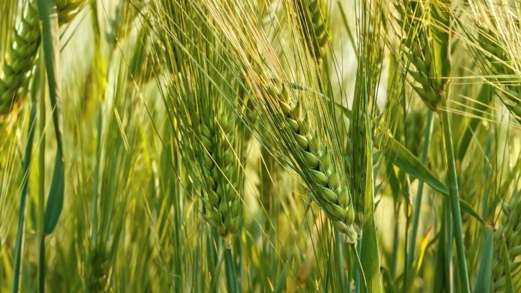 रबी सीजन की गेहूं फसल इस समय बाली और फूल निकलने के चरण में है, जो दाना बनने की नींव तय करता है. इसी समय दाने का आकार, वजन और गुणवत्ता प्रभावित होती है. अगर इस चरण में सही देखभाल न की जाए तो पूरी मेहनत पर असर पड़ सकता है.
रबी सीजन की गेहूं फसल इस समय बाली और फूल निकलने के चरण में है, जो दाना बनने की नींव तय करता है. इसी समय दाने का आकार, वजन और गुणवत्ता प्रभावित होती है. अगर इस चरण में सही देखभाल न की जाए तो पूरी मेहनत पर असर पड़ सकता है.