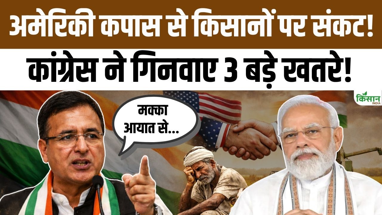 Farmers Concerns Rise Over India Us Trade Deal Cotton Growers Face Significant Risk Losses