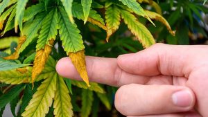 क्यों पीली पड़ जाती हैं फसलों की पत्तियां? इस एक चीज की कमी से किसानों की मेहनत पर फिर जाता है पानी