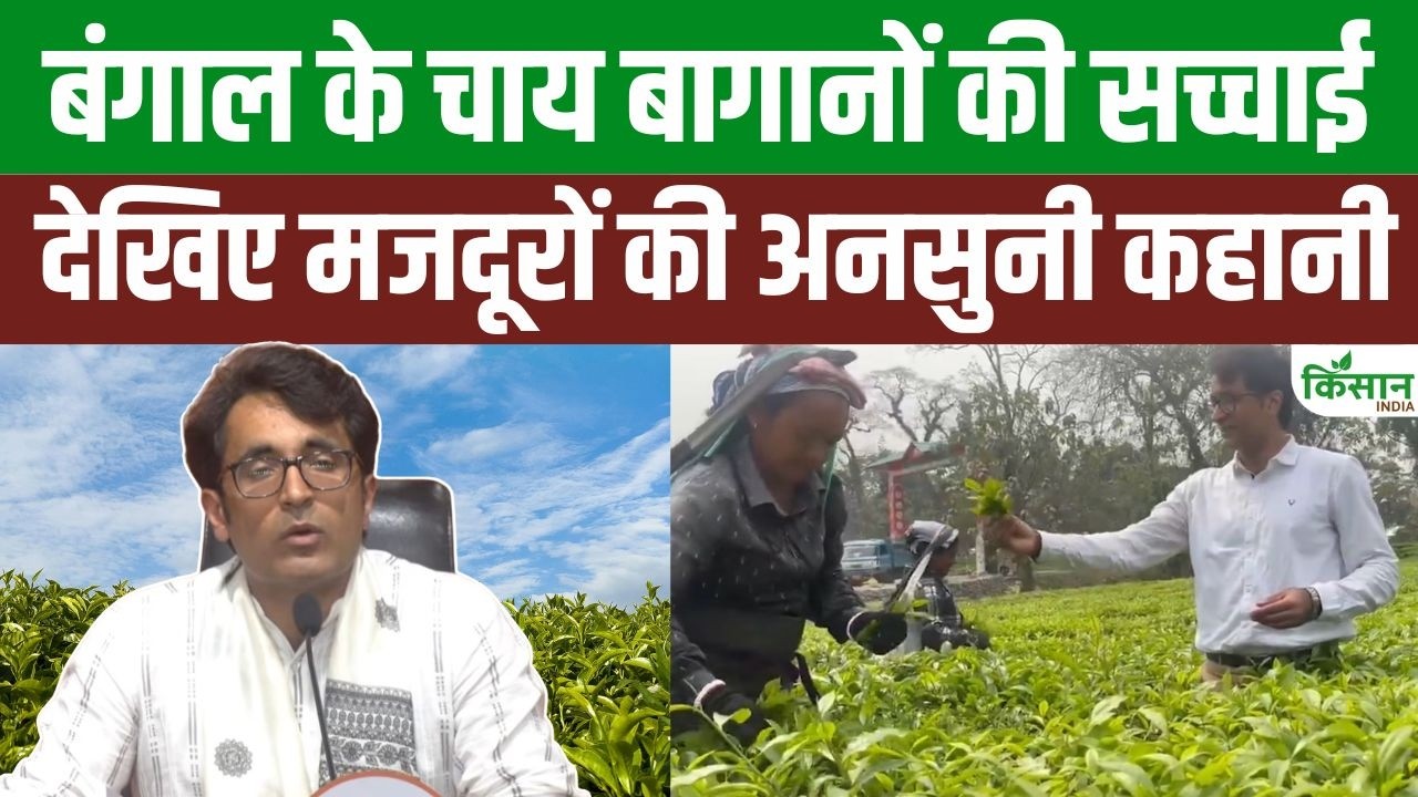 अरबों के चाय कारोबार के पीछे छिपा मजदूरों का संघर्ष, बागानों में मेहनत करने वालों की अनसुनी कहानी सामने