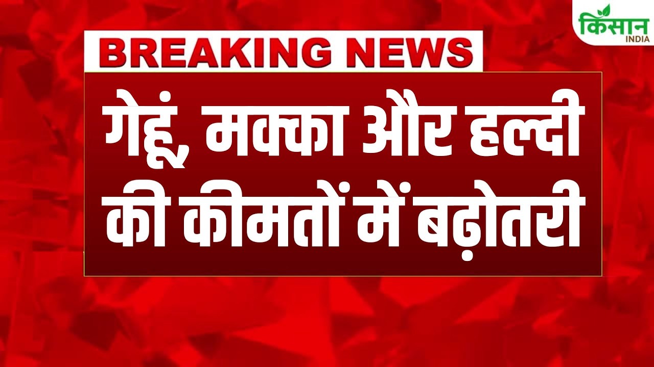 Himachal Budget 2026 Brings Good News Farmers Government Gives Gift By Increasing Prices Wheat Maize And Turmeric