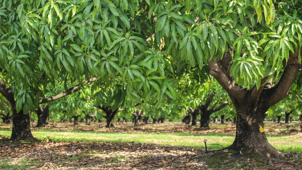 सूखी और रोगग्रस्त शाखाओं को हटाना जरूरी है. बिना फल वाले मंजरों की छंटाई से पौधे की ऊर्जा सीधे फलों के विकास में लगती है और उत्पादन में सुधार होता है. सूखी और रोगग्रस्त शाखाओं को हटाना जरूरी है. बिना फल वाले मंजरों की छंटाई से पौधे की ऊर्जा सीधे फलों के विकास में लगती है और उत्पादन में सुधार होता है.