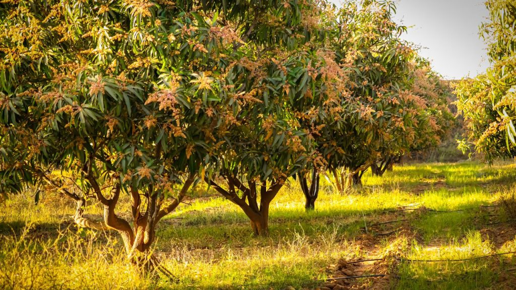 स्वच्छ बाग में पौधे स्वस्थ रहते हैं और रोग कम फैलते हैं. डॉ. एस.के. सिंह बताते हैं कि नियमित सफाई से फलों की गुणवत्ता बढ़ती है और उत्पादन में 20-30% तक सुधार संभव है. स्वच्छ बाग में पौधे स्वस्थ रहते हैं और रोग कम फैलते हैं. डॉ. एस.के. सिंह बताते हैं कि नियमित सफाई से फलों की गुणवत्ता बढ़ती है और उत्पादन में 20-30% तक सुधार संभव है.