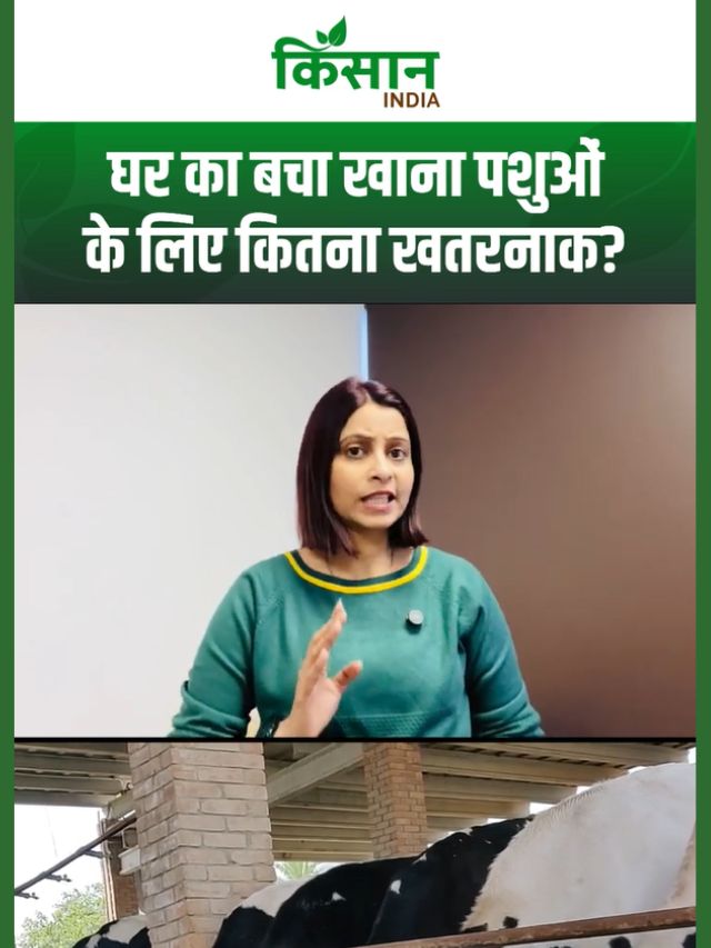 Animal Care: पशुओं को घर का बचा खाना खिलाना पड़ सकता है भारी, जानें नुकसान और लक्षण