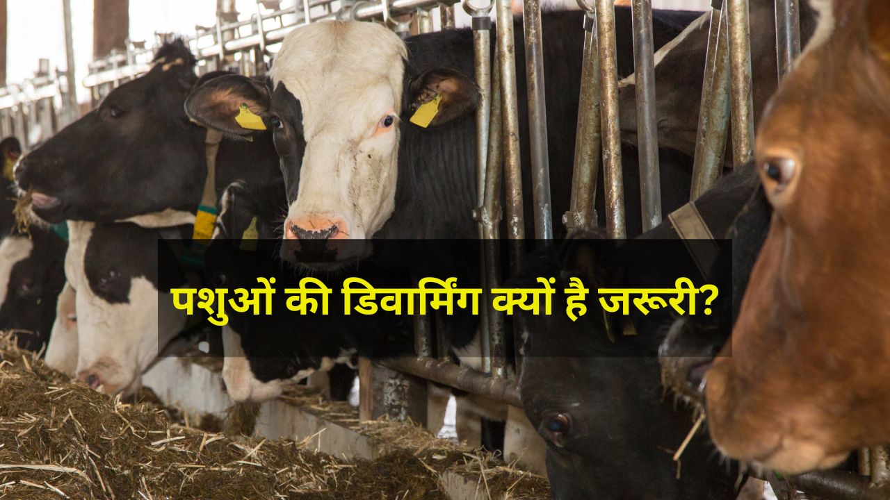 Benefits Of Deworming In Dairy Animals Natural Remedies To Increased Milk Production In Cow