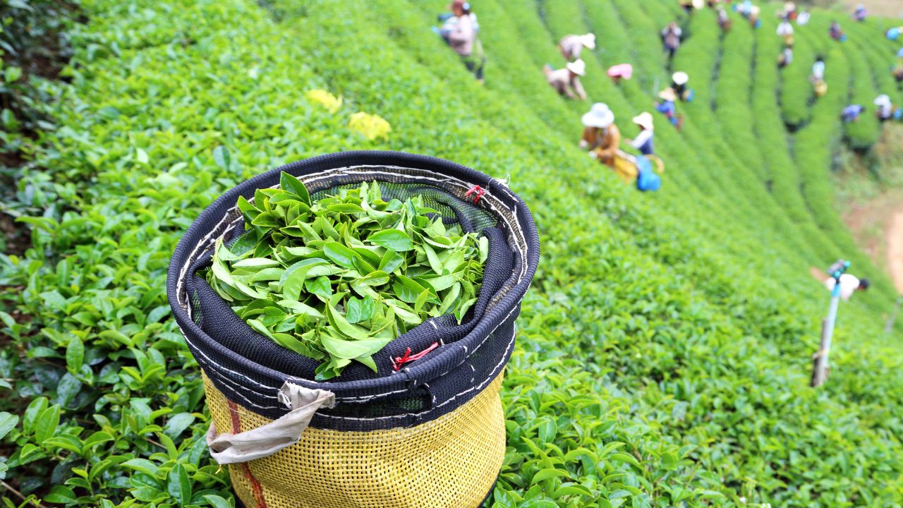 India Tea Production March 2026 Decline Assam 39 Percent Drop South India Growth West Bengal Increase