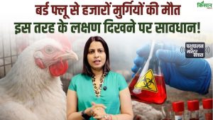 बर्ड फ्लू का खतरा बढ़ा, हजारों मुर्गियों की मौत के बाद चिकन-अंडे पर रोक, लक्षण पहचानना बेहद जरूरी