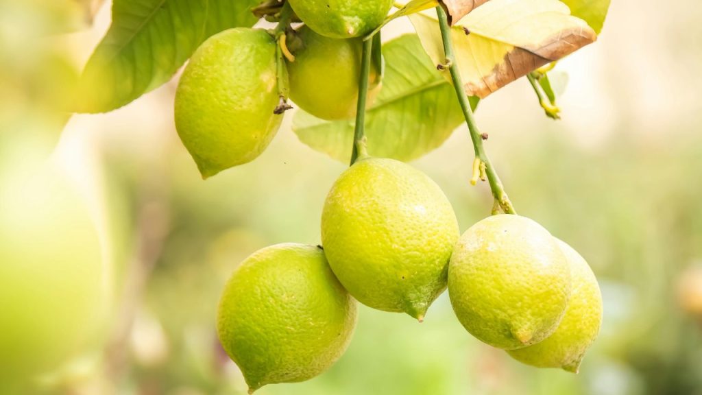 डॉ. एस.के. सिंह के अनुसार, मार्च के महीने में नींबू के पौधों की हल्की छंटाई करना बेहद जरूरी है. सूखी और कमजोर शाखाओं को हटाने से पौधों में नई और स्वस्थ शाखाओं का विकास होता है, जिससे फल लगने की क्षमता बढ़ती है.