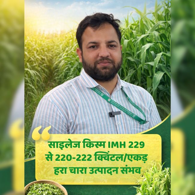 Makka Ki Kheti, IMH 229 Maize, Maize Varieties, Maize farming , Maize Silage