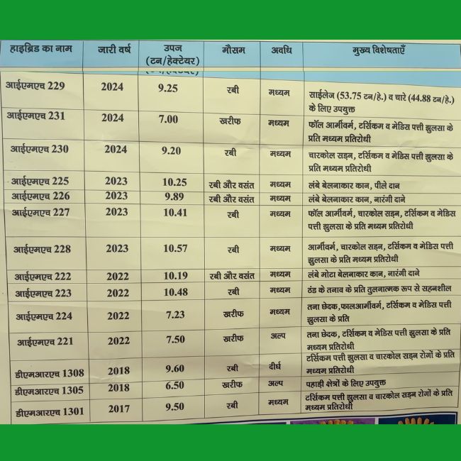 maize new varieties, hybrid maize seeds India, maize farming techniques, high yield maize varieties, IIMR maize research