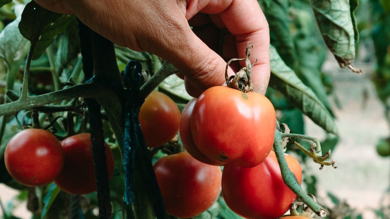 अब घर पर आसानी से उगाएं लाल-रसीले टमाटर, बस अपनाएं ये आसान ट्रिक्स और पाएं बंपर पैदावार!
