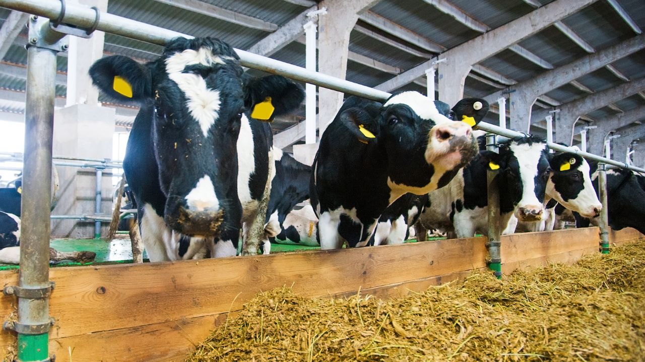 Bharat Pashudhan Digital Livestock Platform Benefits For Dairy Farmers